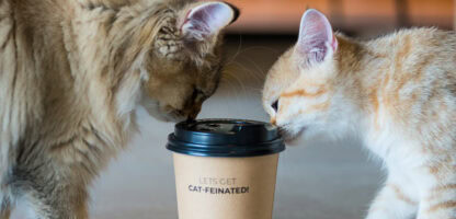 קפה חתולים 🐱🐈 בתי קפה עם חתולים באמירויות