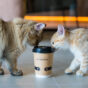 קפה חתולים 🐱🐈 בתי קפה עם חתולים באמירויות